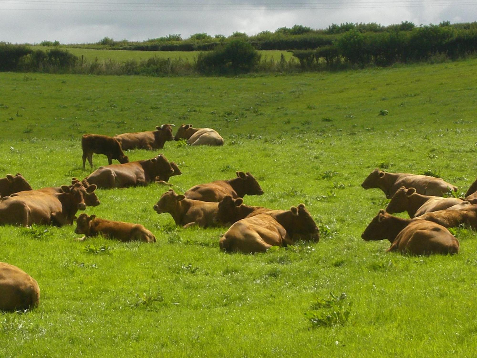 مبيت وإفطار Priston Whidlecombe Farm المظهر الخارجي الصورة