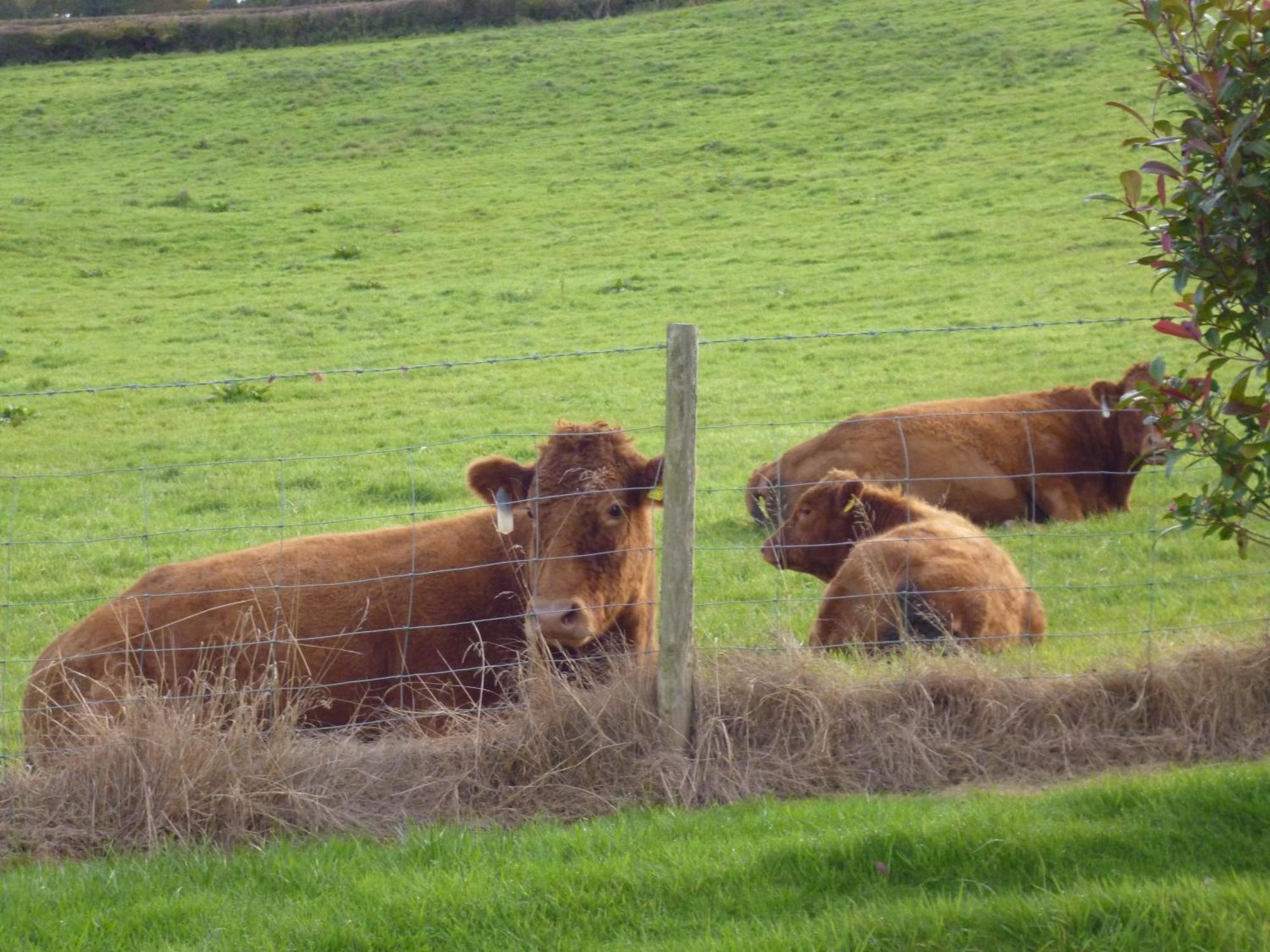 مبيت وإفطار Priston Whidlecombe Farm المظهر الخارجي الصورة